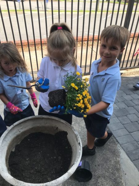 Gardening _ Ag – planting mums Gardening _ Ag - planting mums
